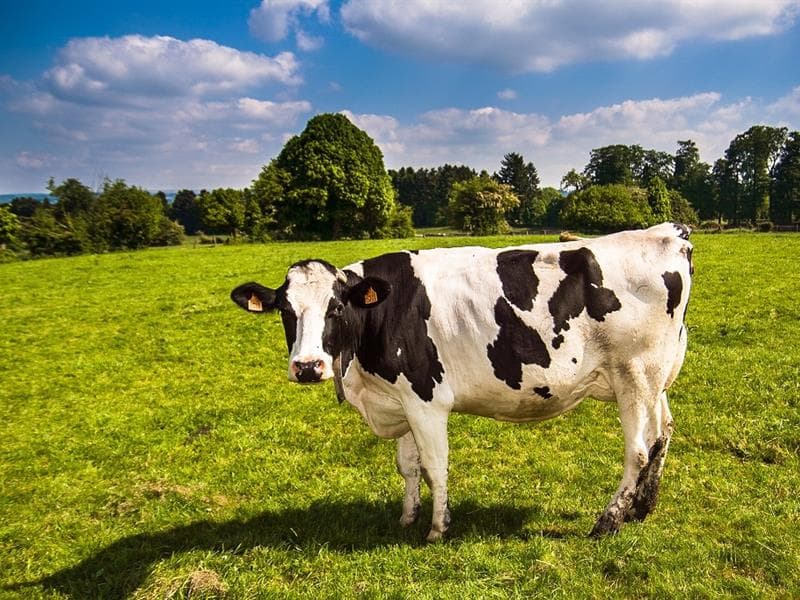 La ferme de Boucheporn
