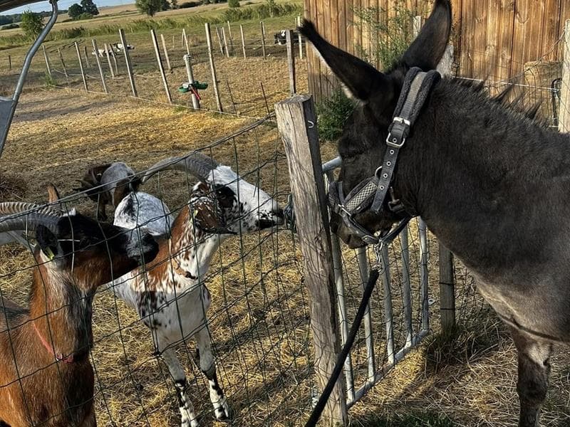 Ferme pédagogique de Zellen