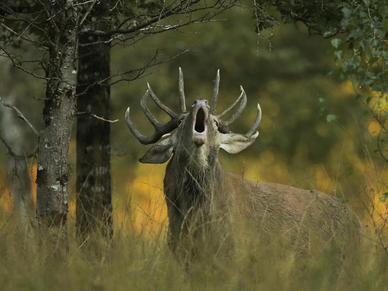 Les Forêts de l’Histoire 14-18 : brame du cerf