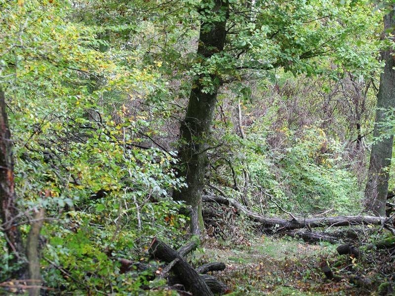 Forêt du Grosswald