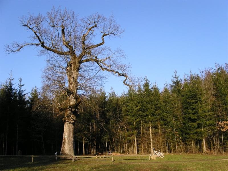 Gros chêne Sondersdorf
