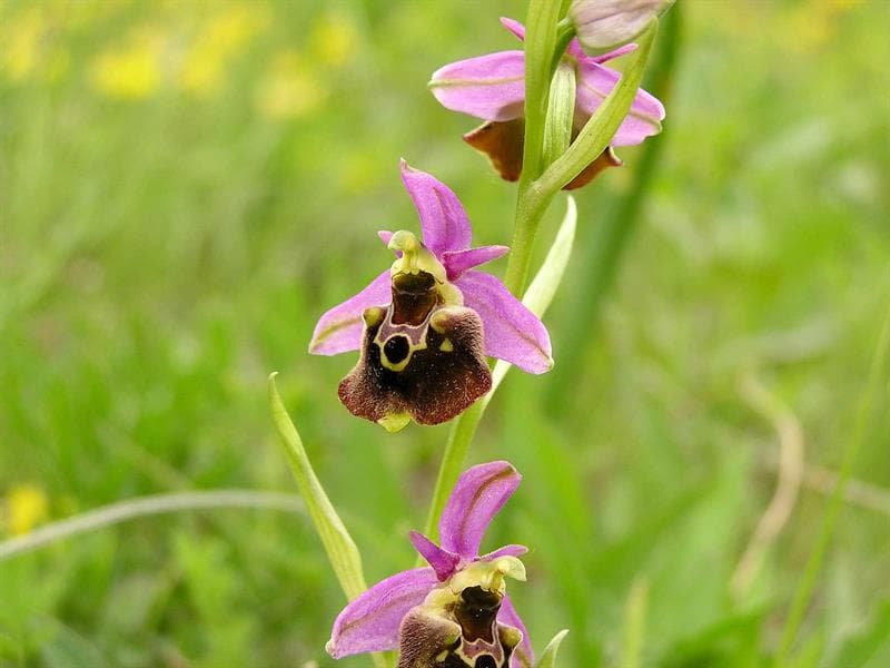 Ophrys bourdon