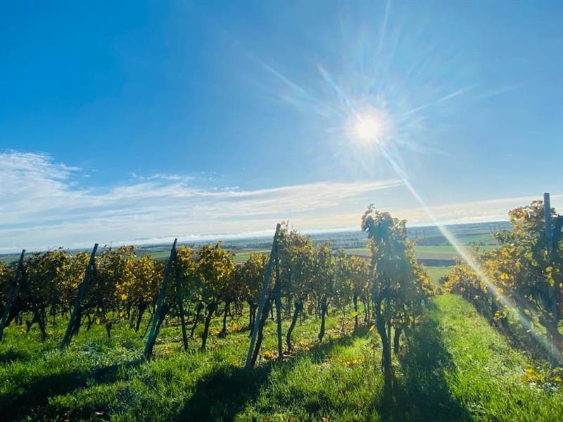 Domaine Vierling