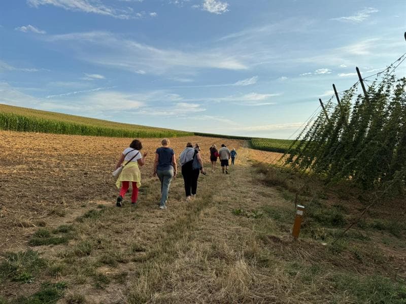 Immersion matinale sous les lianes de houblon