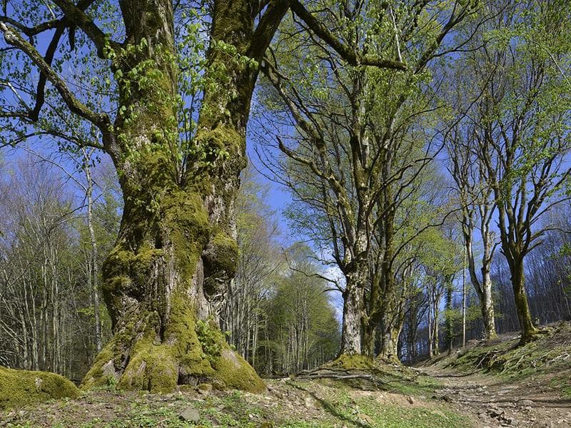 Arbres remarquables