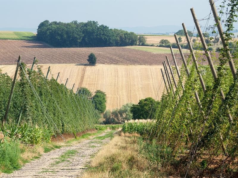 Visite guidée en remorque tractée du Sentier du Houblon