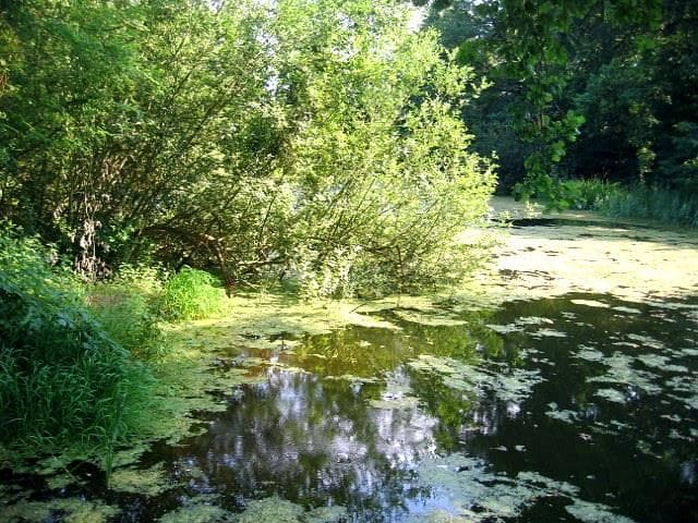 Parc de Stephansfeld