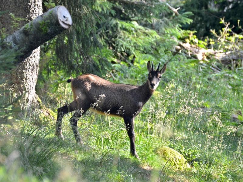 Sortie à la rencontre des chamois