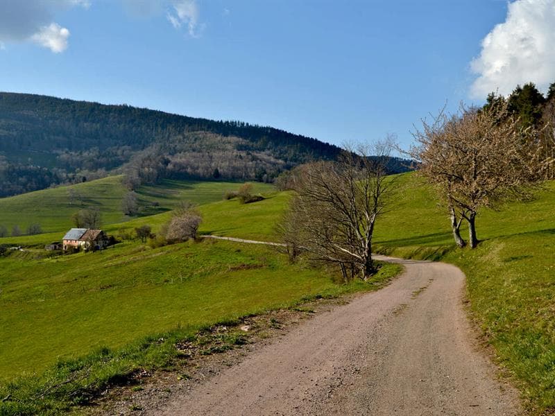 Aire de pique-nique - Col de Fréland