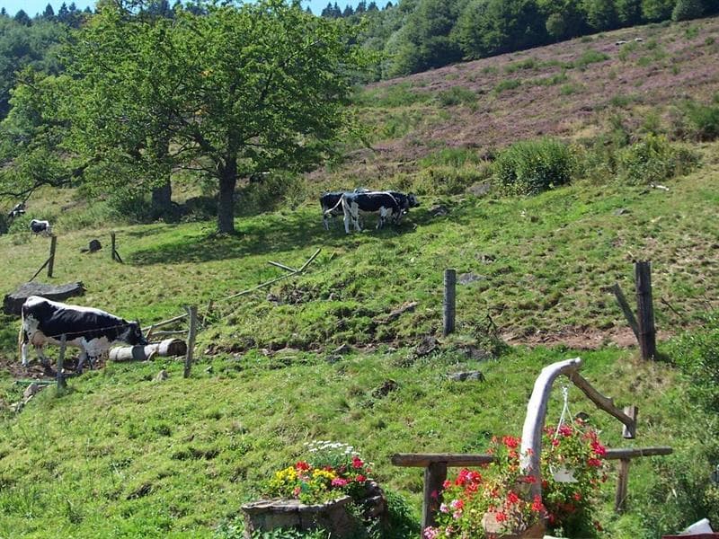 Ferme auberge du Bruckenwald