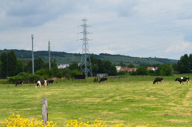 Ferme laitière du Gaentzig