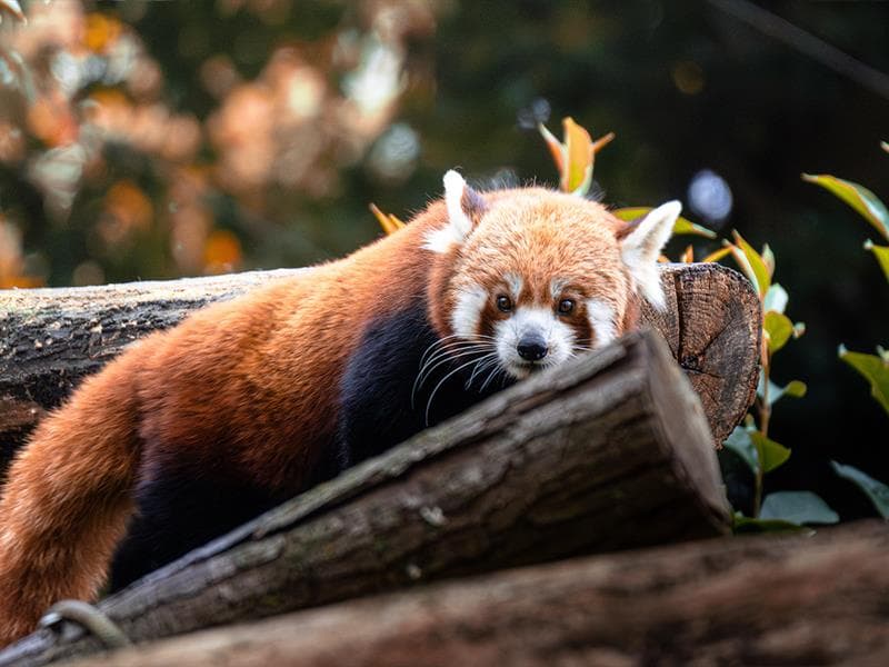 Parc zoologique et botanique