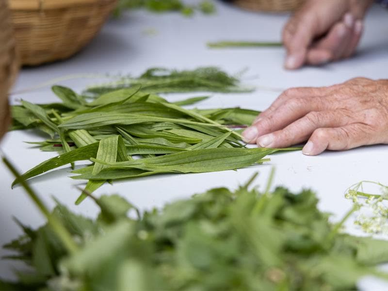 Sortie découverte des plantes sauvages