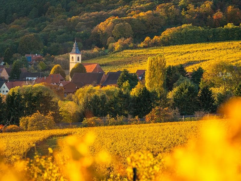 Vignobles en Scène Alsace : Jeu de piste dans le vignoble