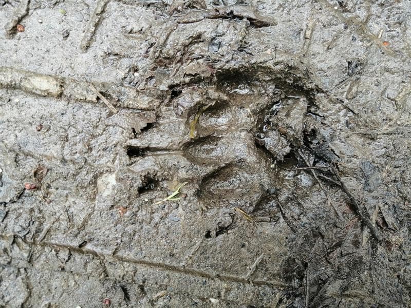 Sortie : traces et indices dans l'Ill*Wald