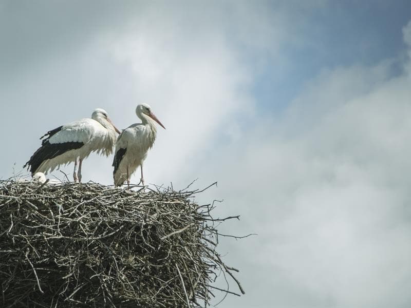 Le nourrissage des cigognes