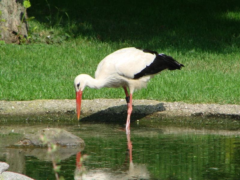 Le parc à cigognes