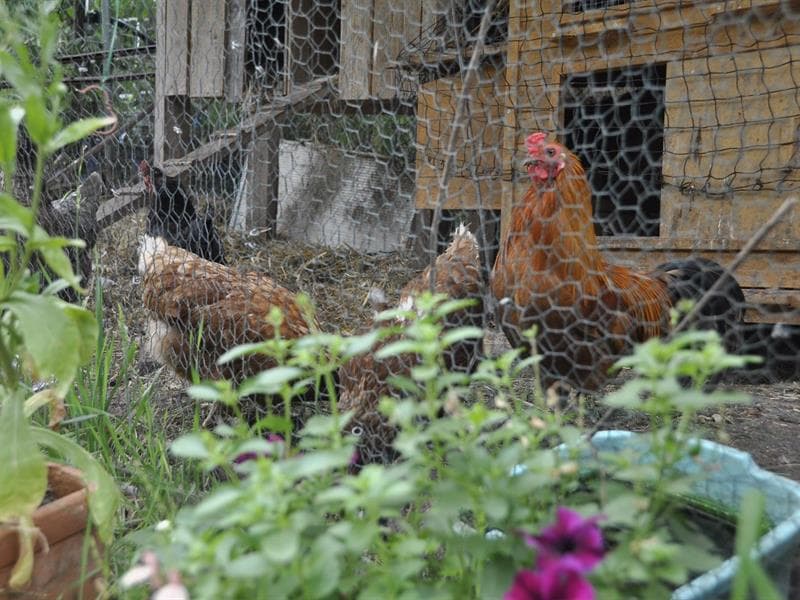 Jardins ouverts chez Jean-Claude