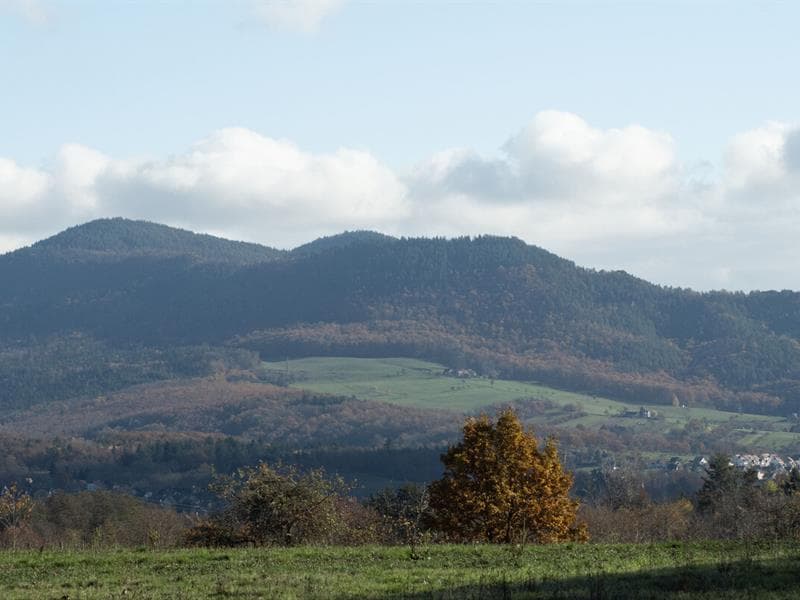 Les Chaumines - kota renard