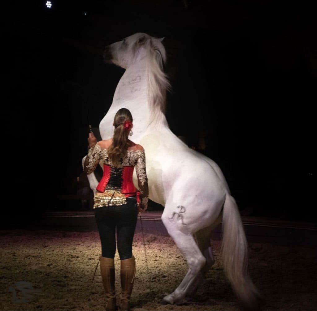 Spectacle "Flamingo" au Théâtre Equestre Camarkas_Saintes-Maries-de-la-Mer