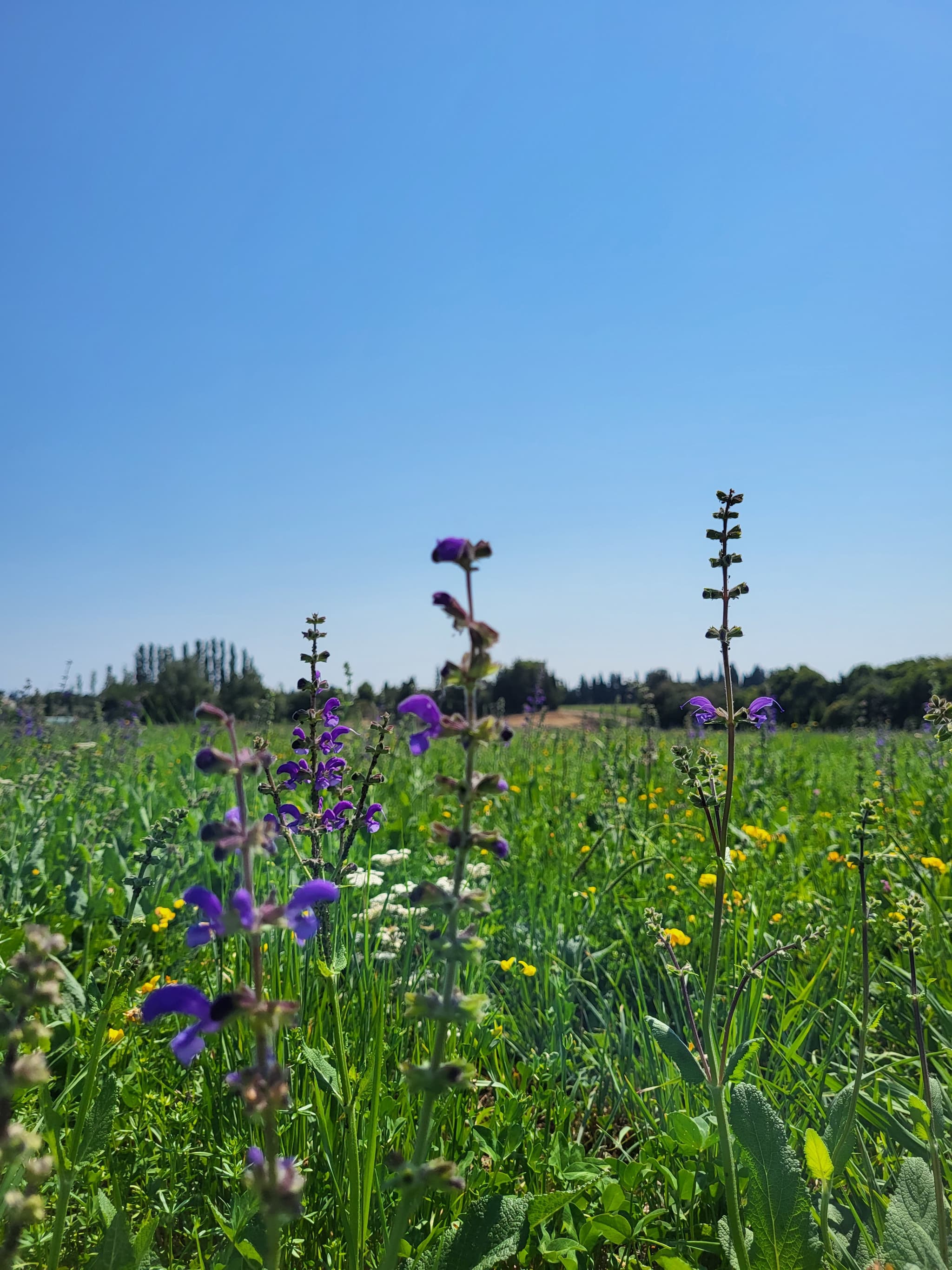 vue prairie