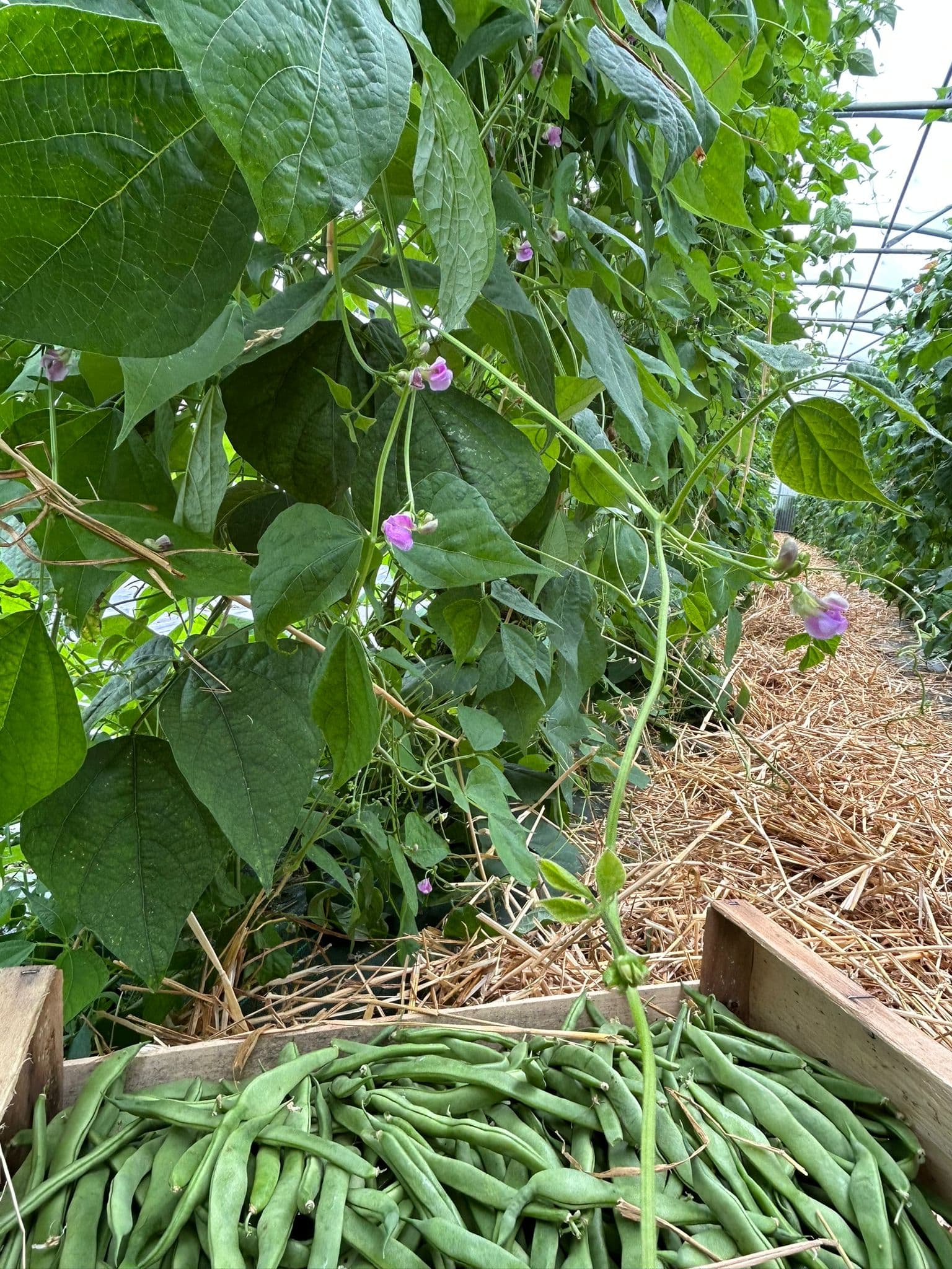 Haricots verts_juillet 2025