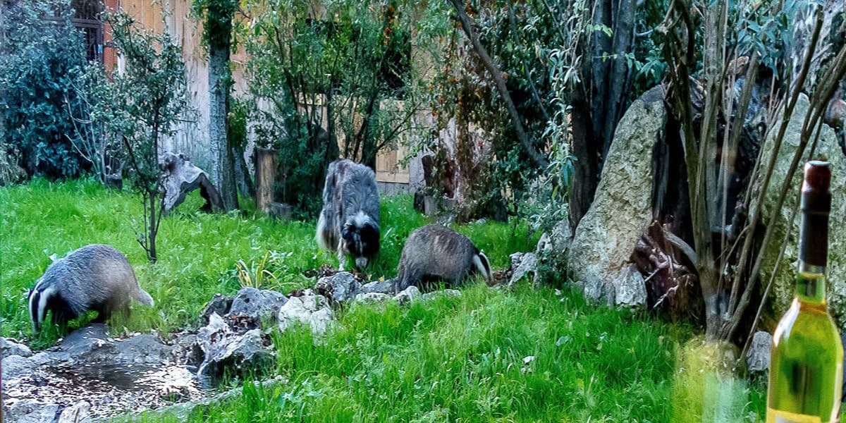 Les Animaux de Mariano