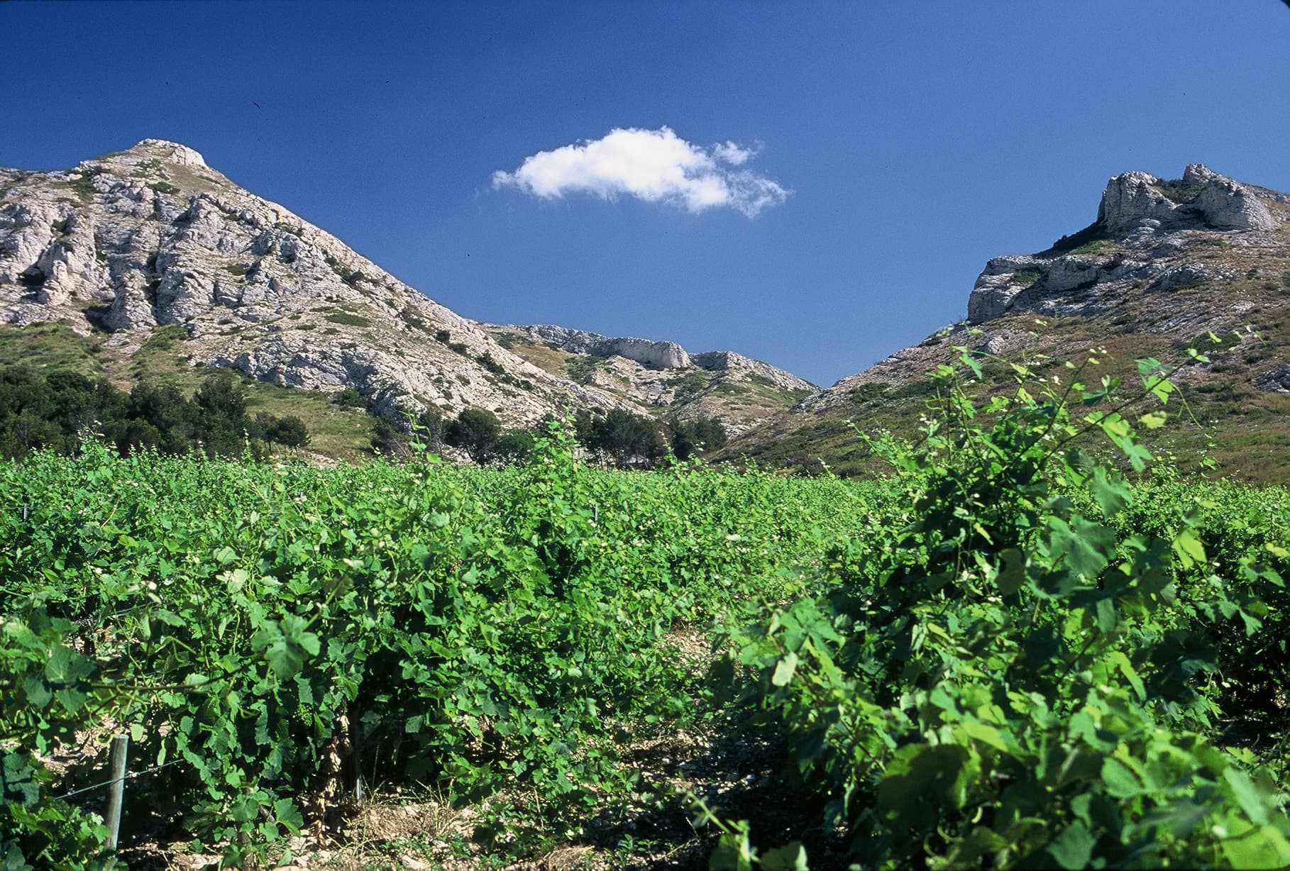 Matinée vendanges au Mas de la Dame_Les Baux-de-Provence