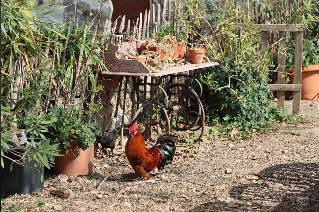 Ferme pédagogique Collet des Comtes_Marseille
