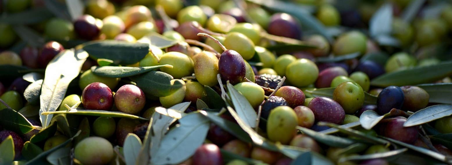 L'Olivette