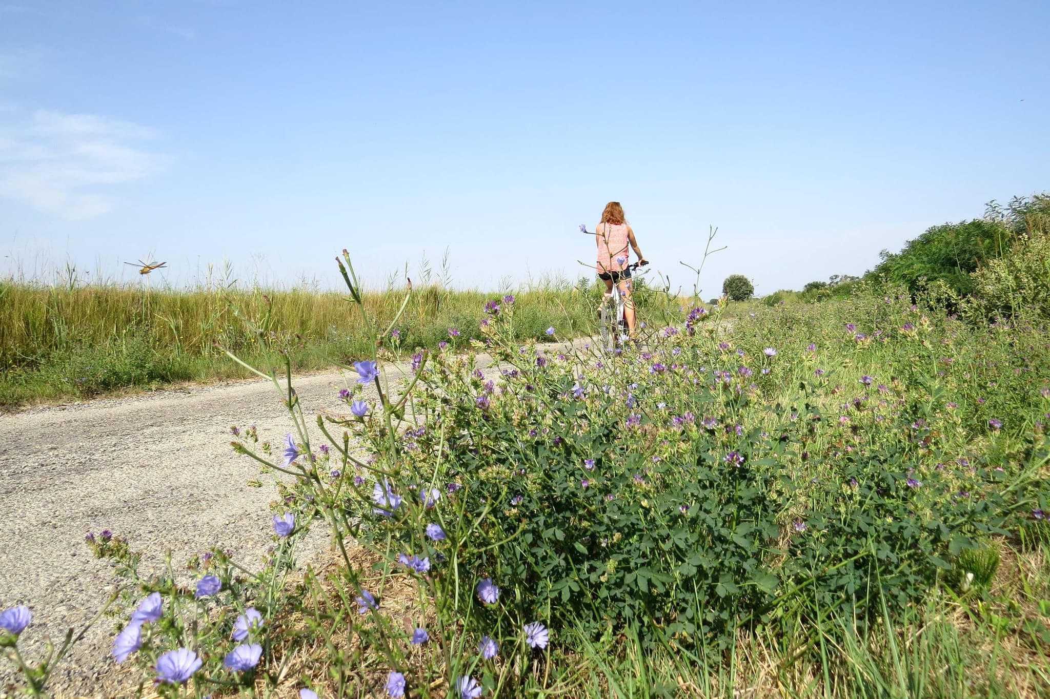 ARLES - Le marais d'Albaron à Saliers à vélo