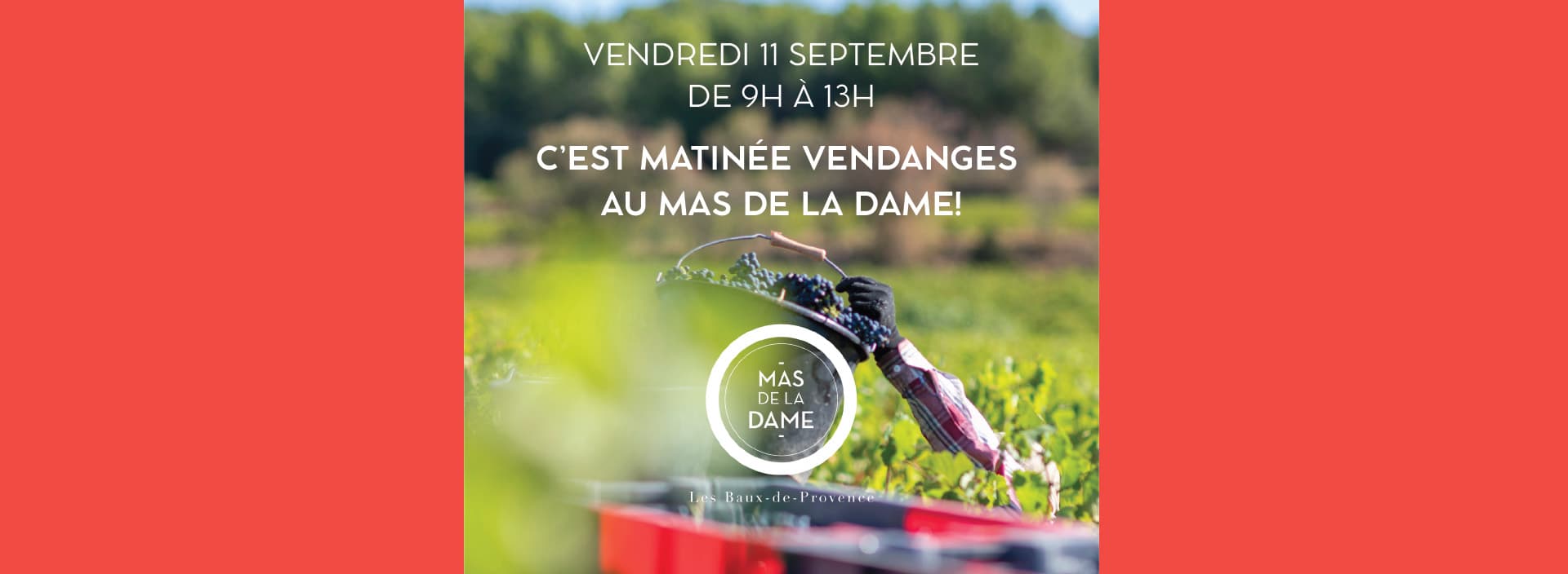 Matinée vendanges au Mas de la Dame_Les Baux-de-Provence
