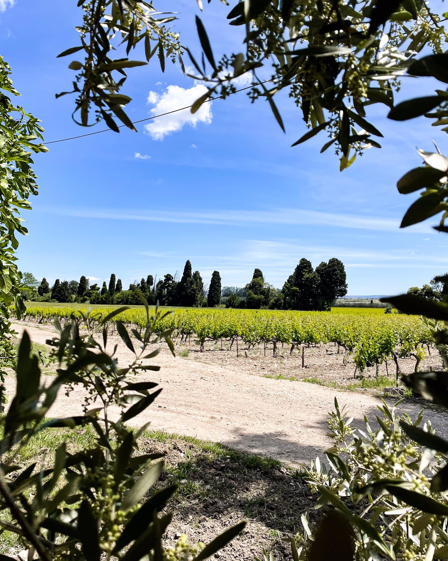 Domaine de Suriane
