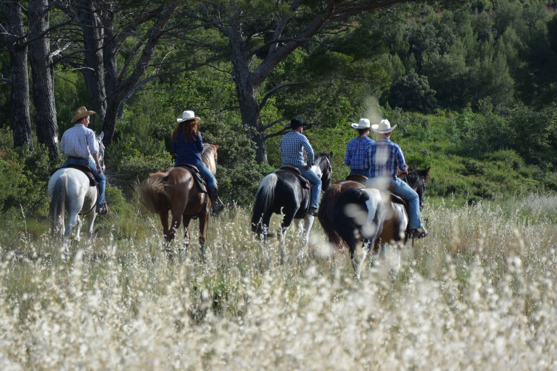 Balades à cheval Alpilles