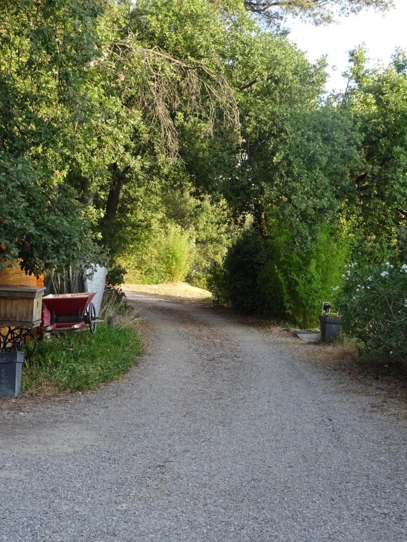 Lavande