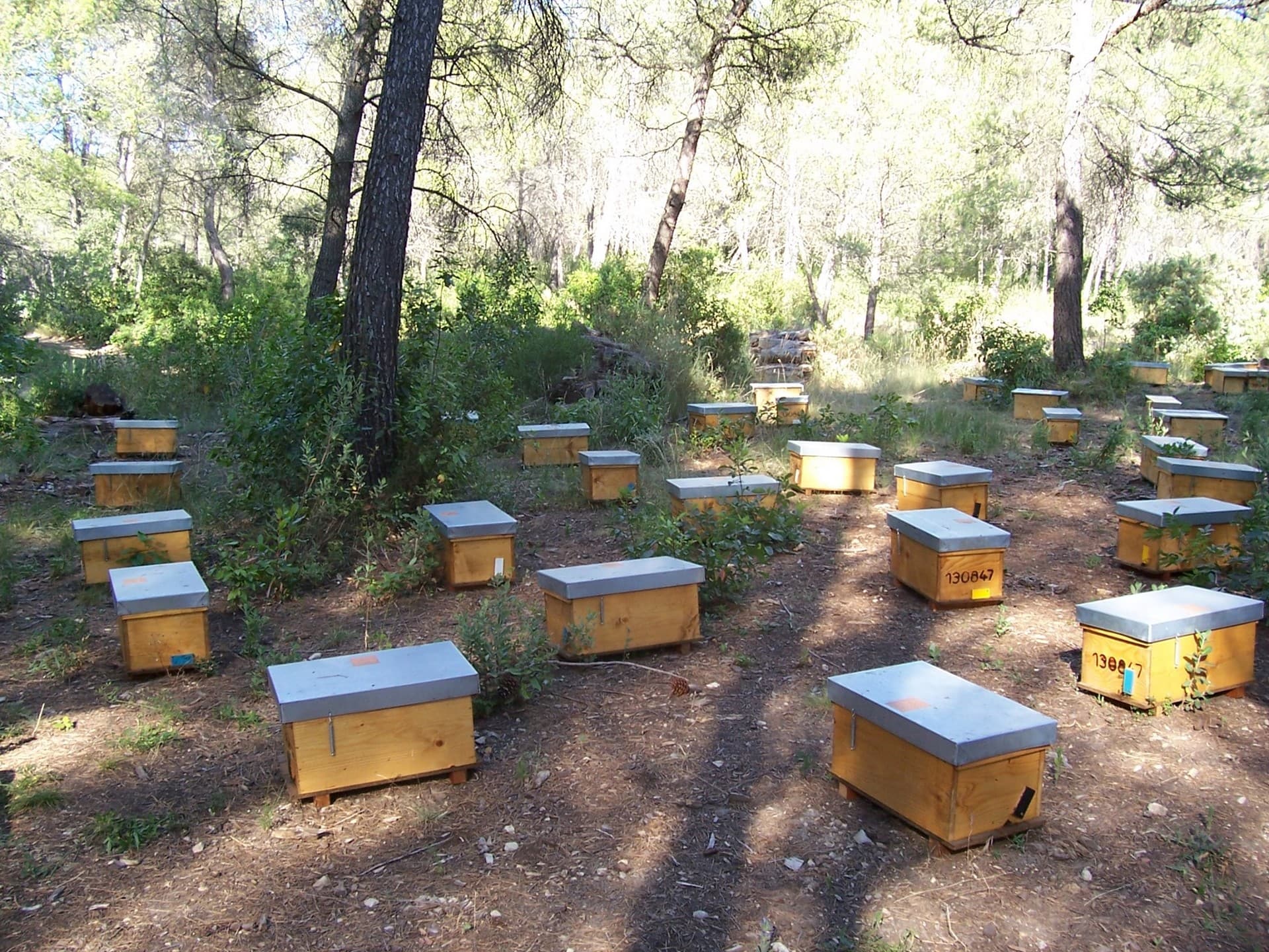 Le_Nectar_des_Alpilles_ruchier