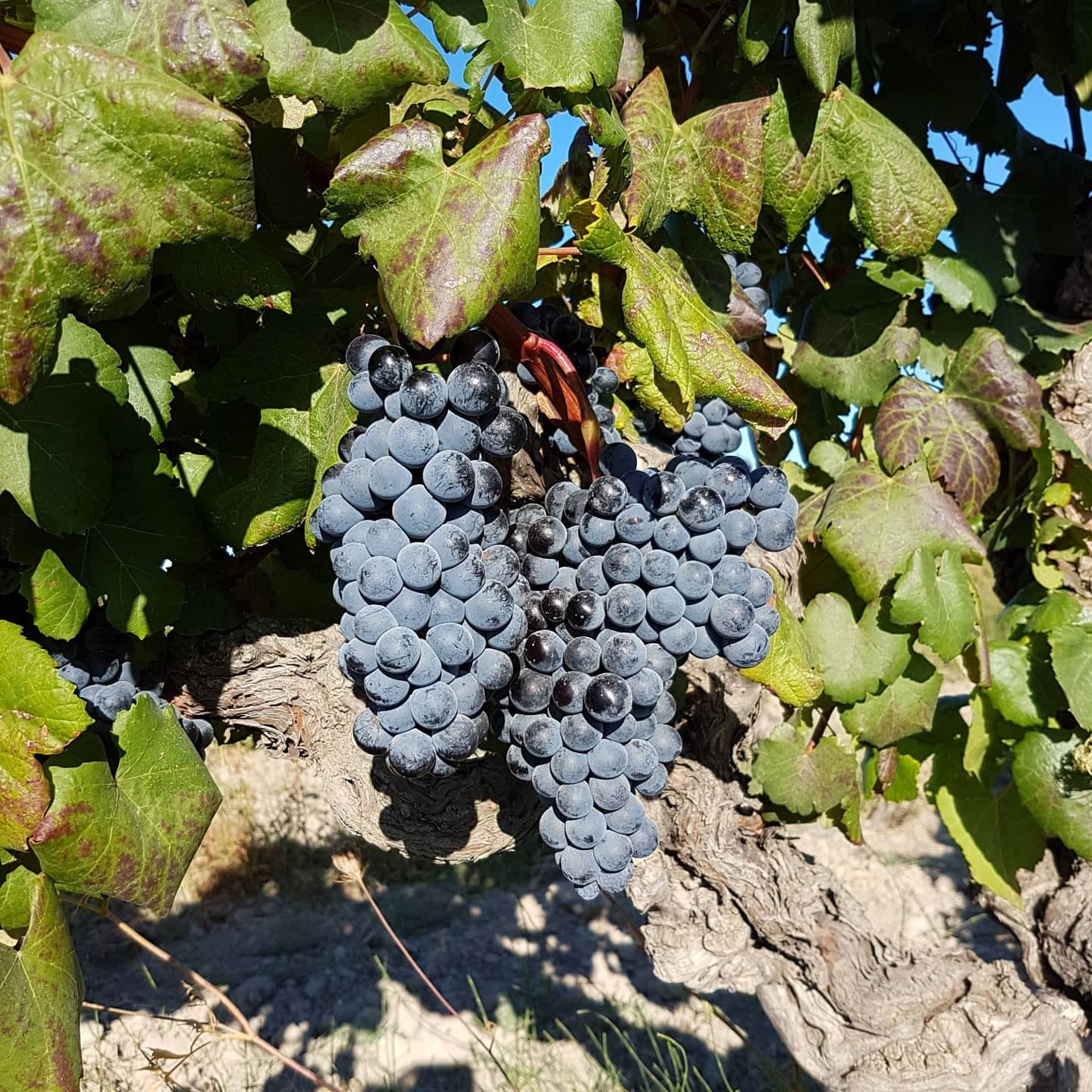 Vigne Lansac