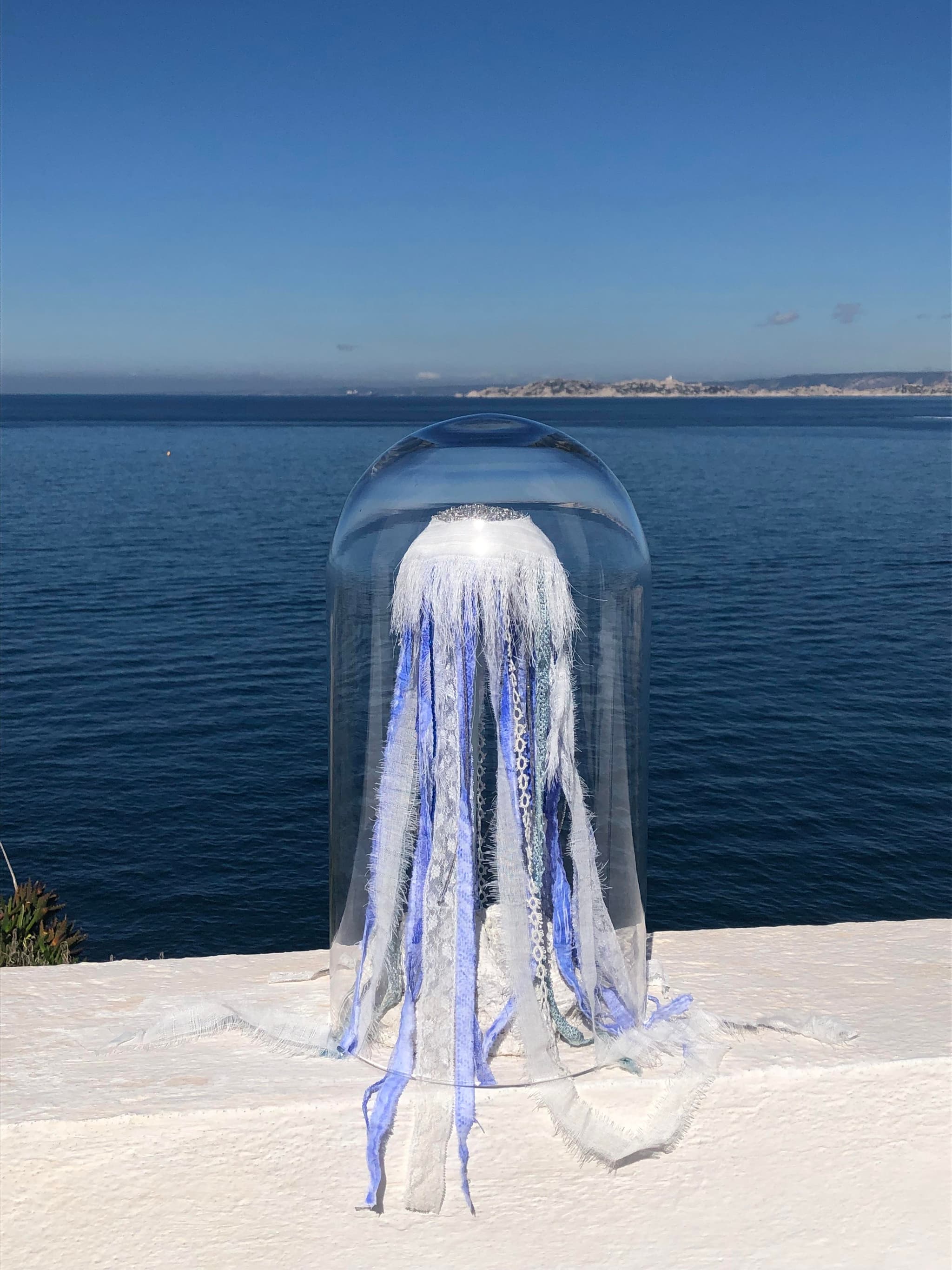 Méduse Cyanea