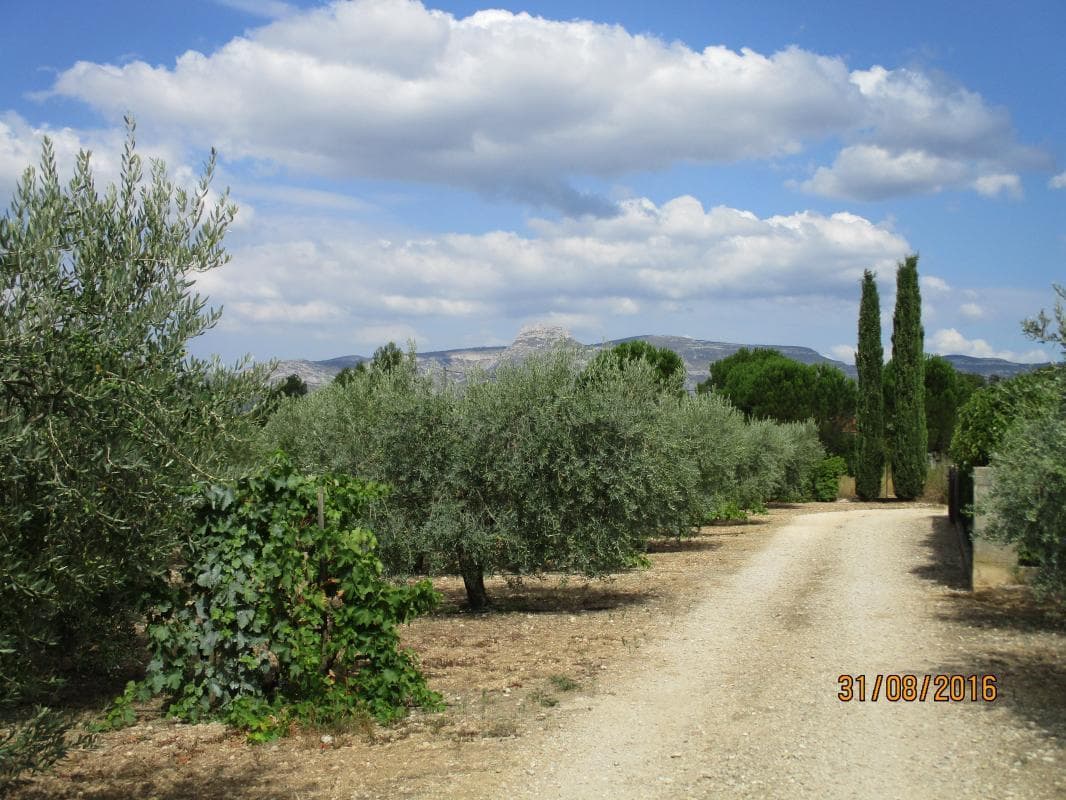 Le Figuier