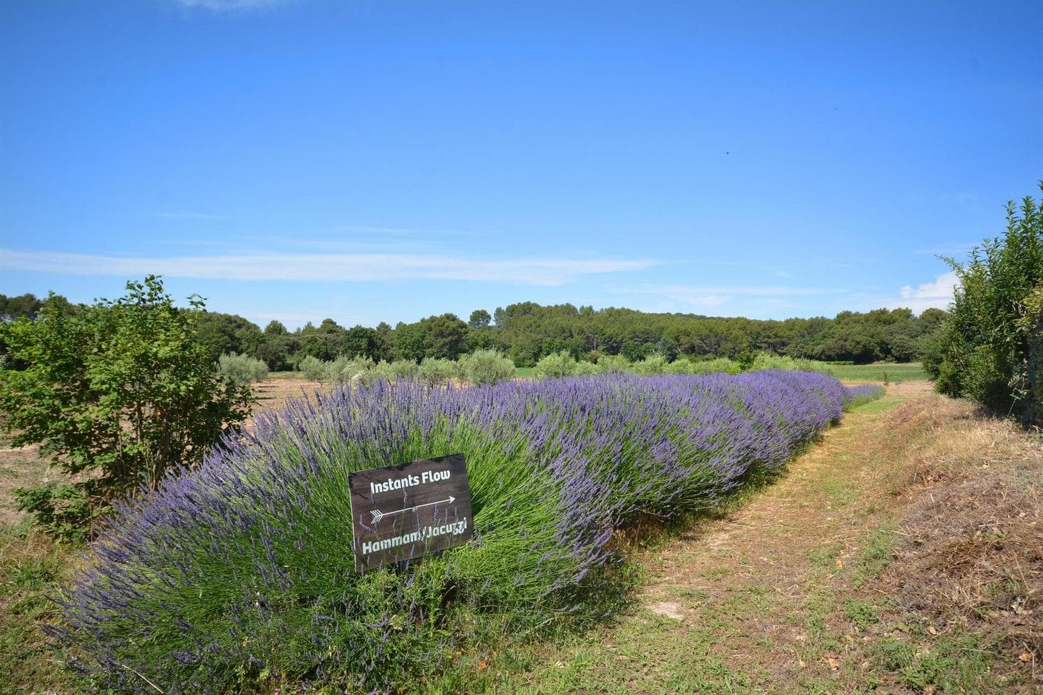 L'Olivier