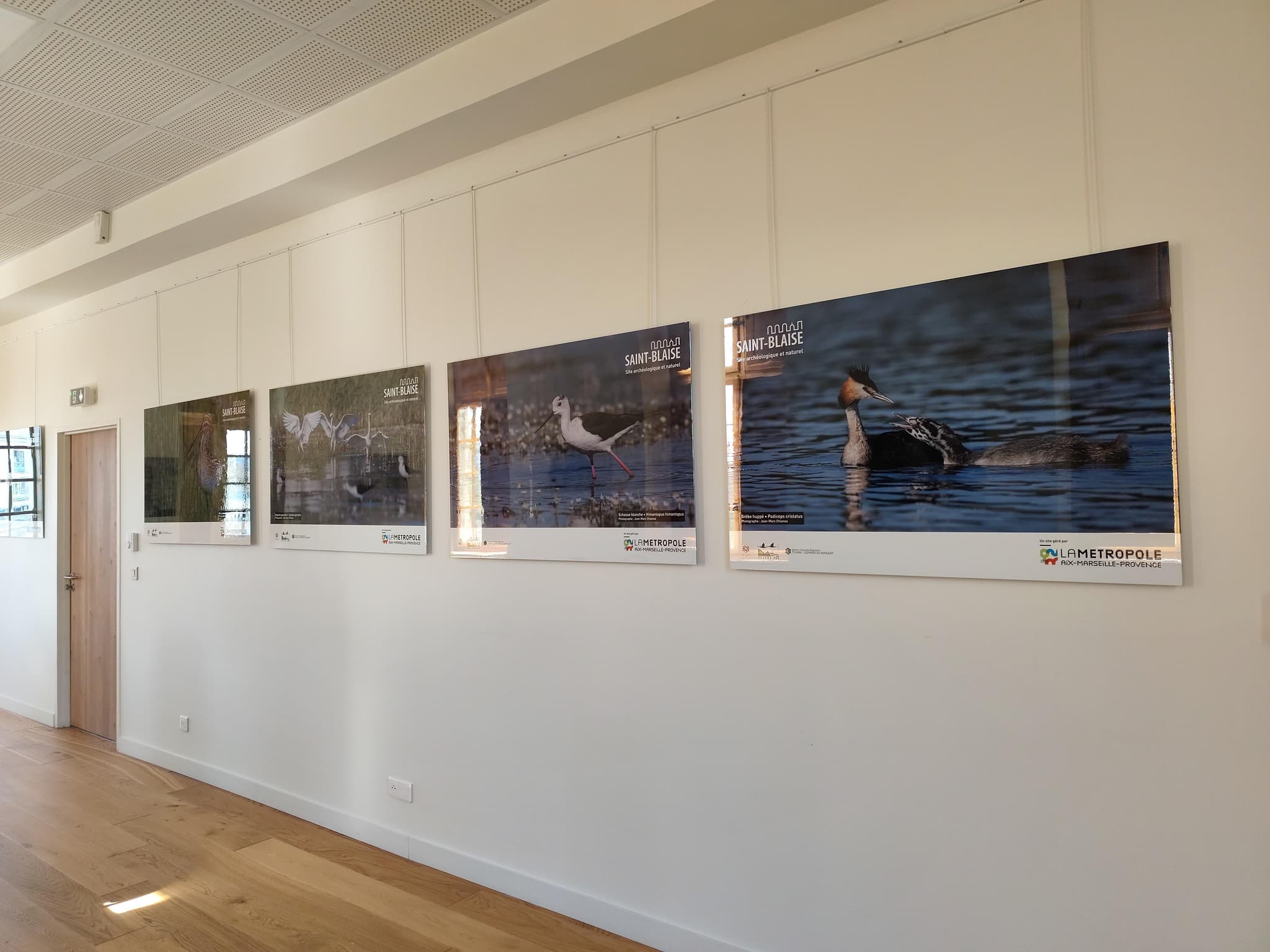 Exposition : biodiversité, regards croisés sur la faune et la flore locale_Martigues