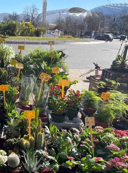 Marché aux fleurs Grand pavois