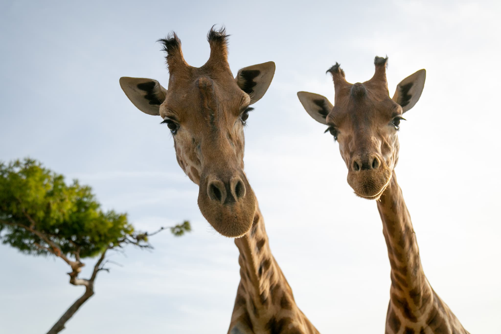 Parc animalier de La Barben