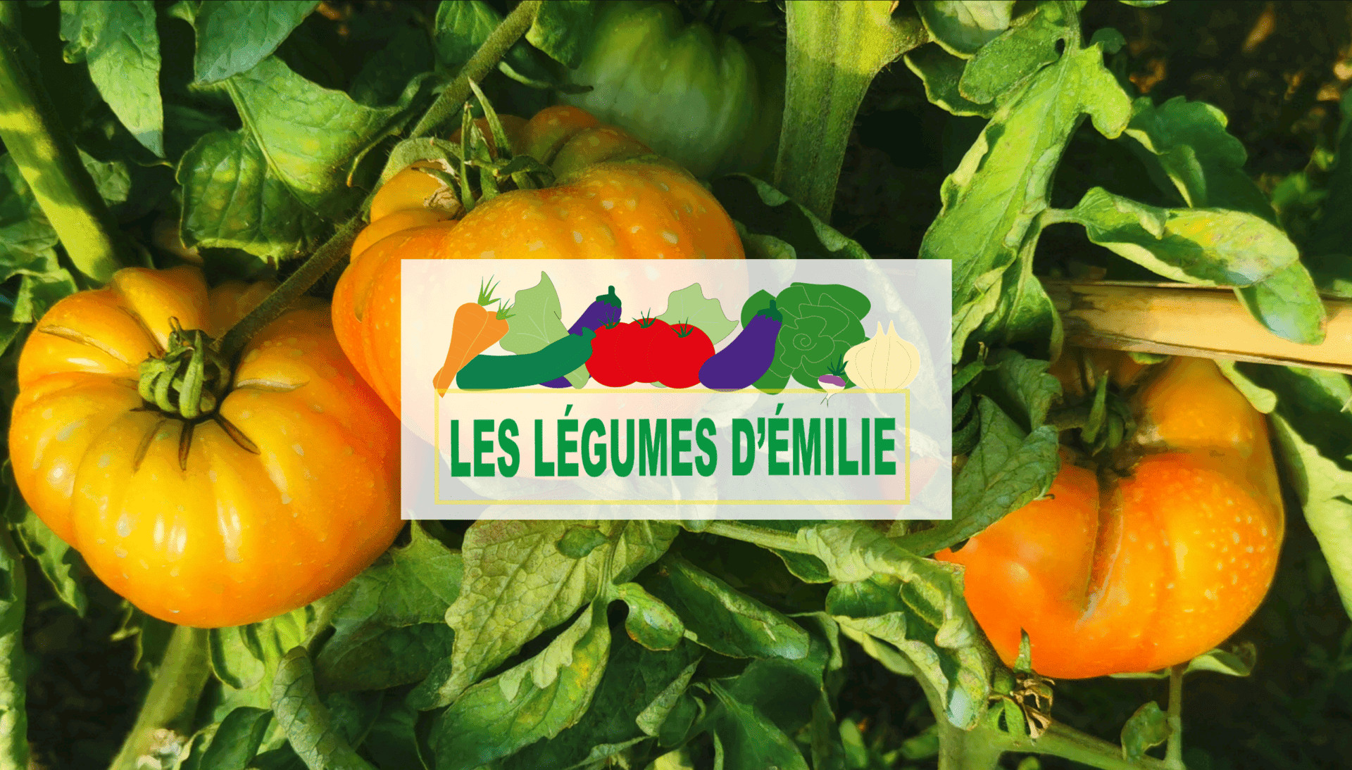 Les Légumes d'Émilie_Martigues
