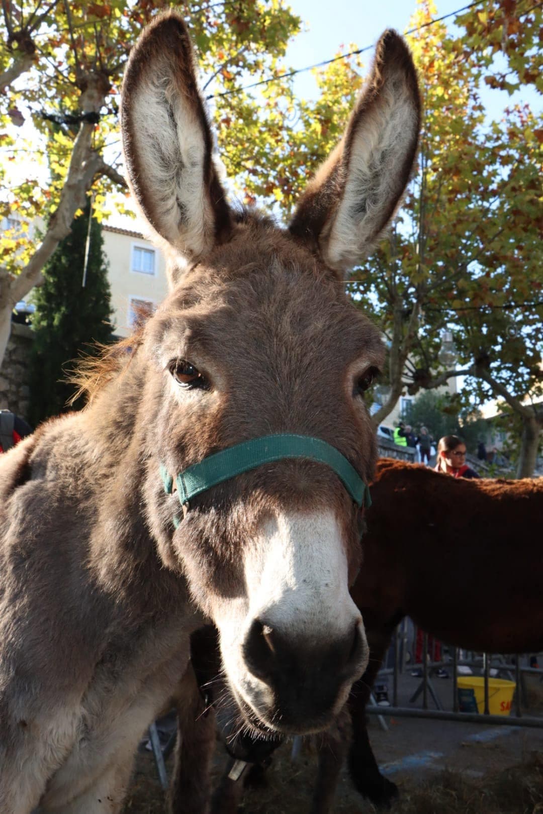 Excursion - Fête de l'âne Allauch_Gardanne