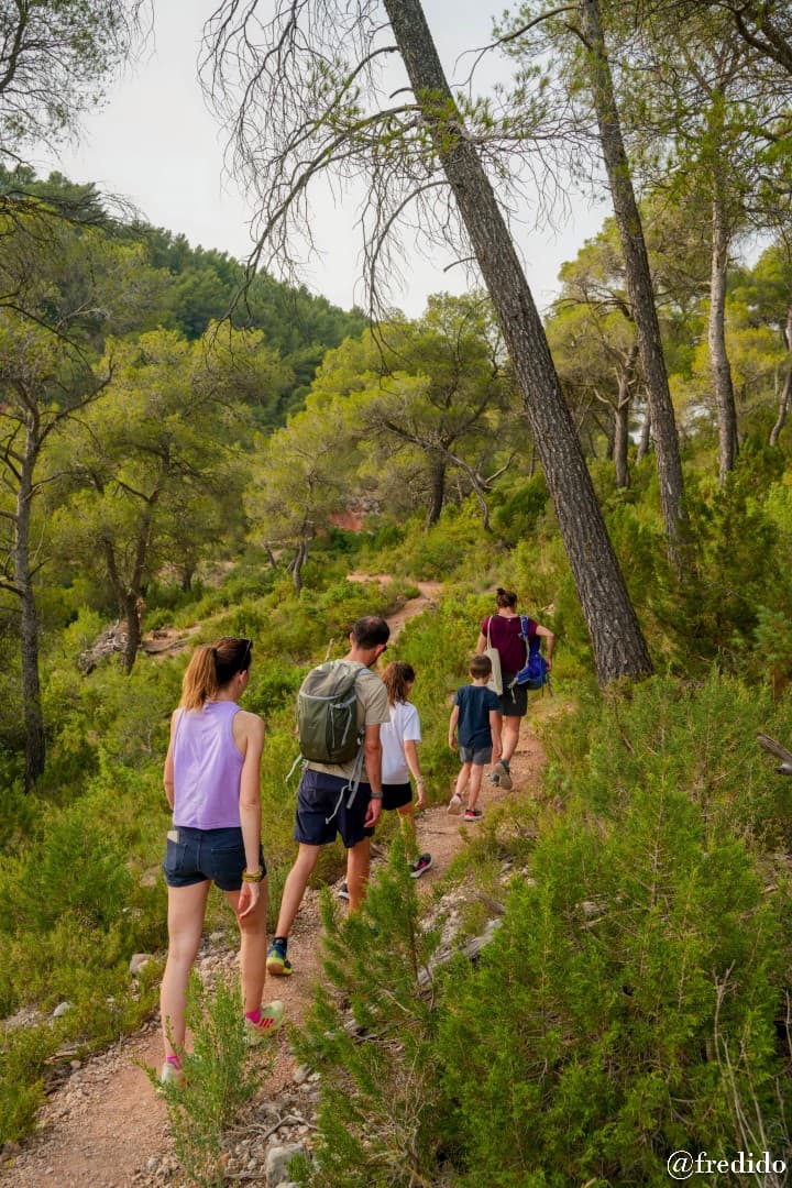 Marche dans la pinède