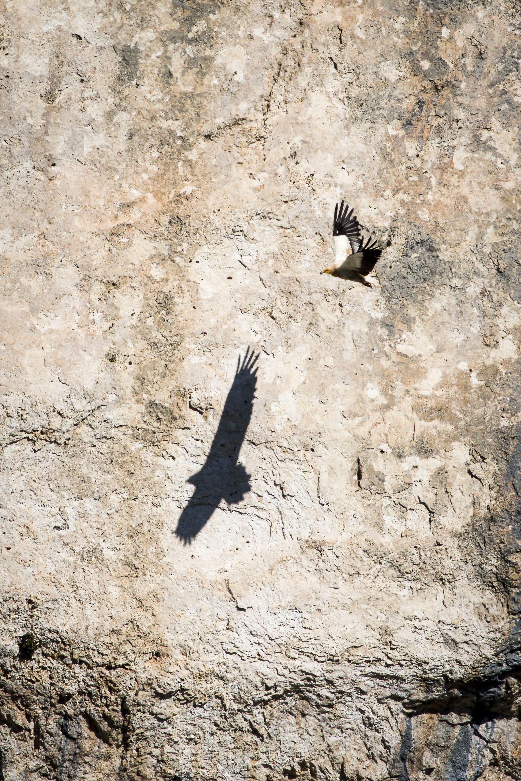 Exposition : Les Alpilles par nature_Les Baux-de-Provence