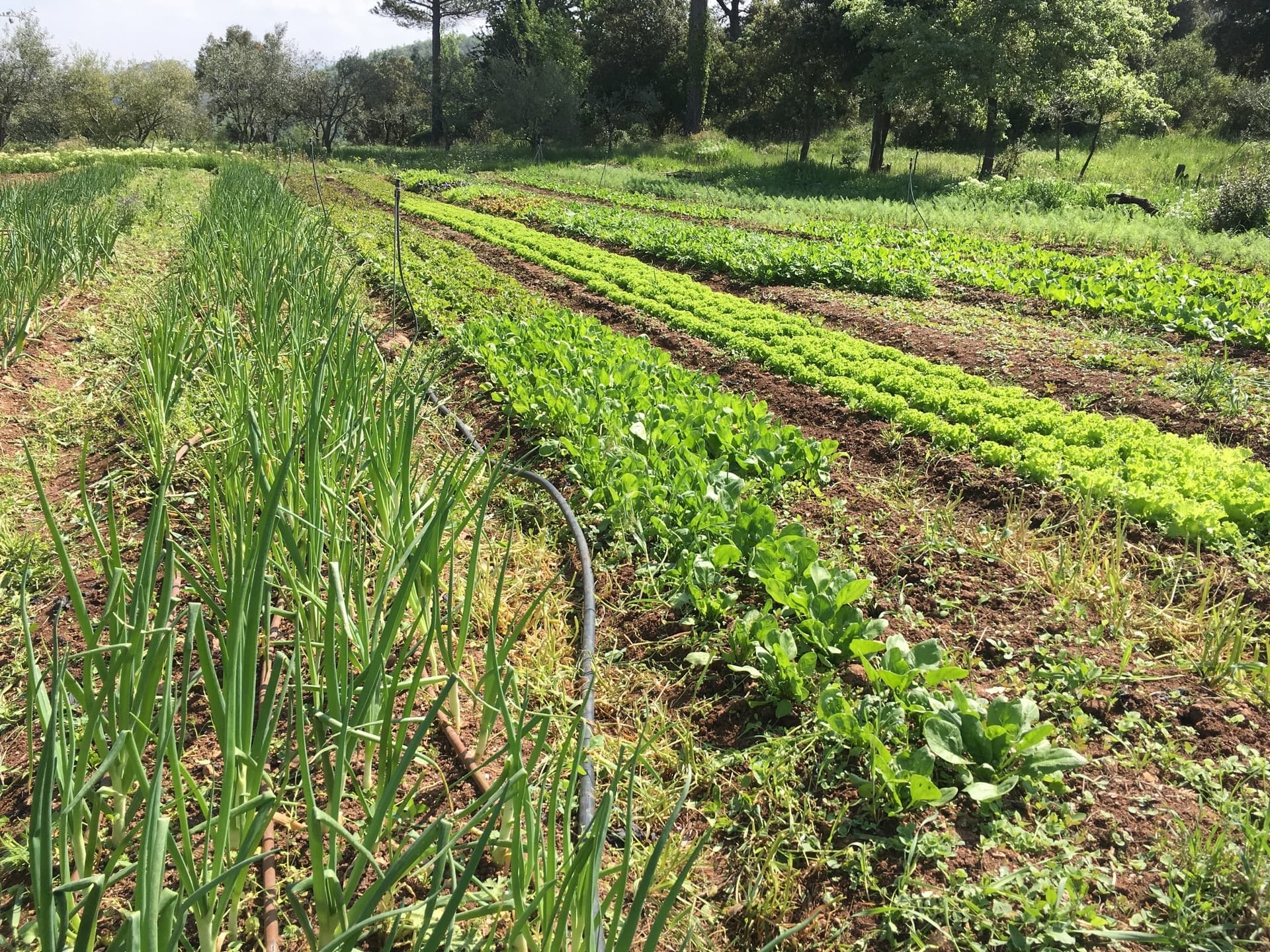 Le Jardin de Pichauris