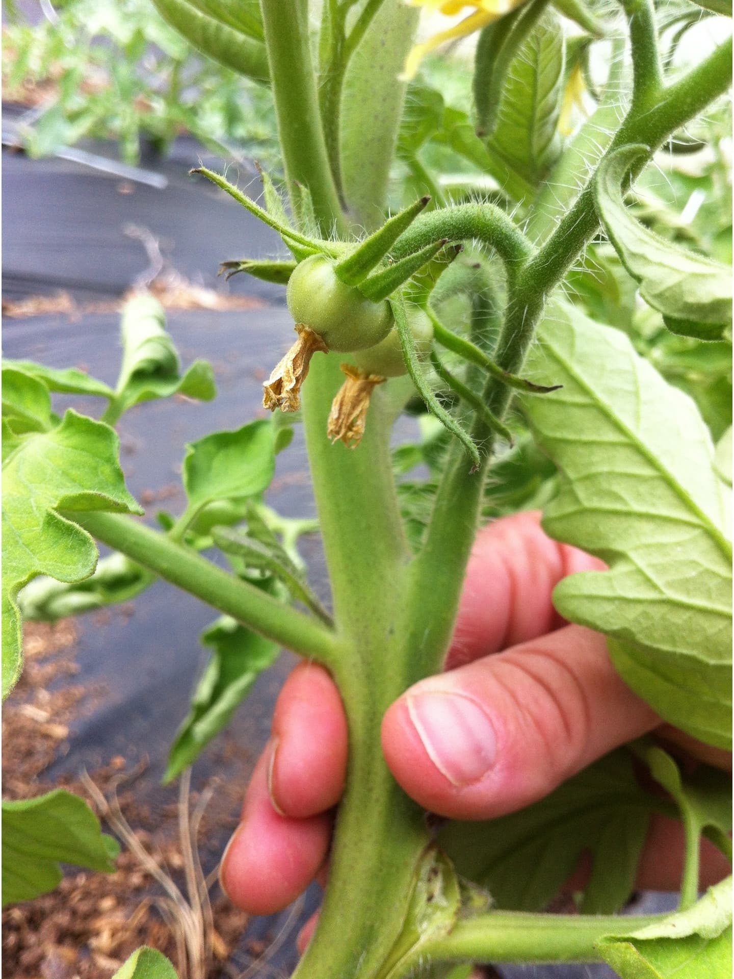 Le Jardin de Pichauris