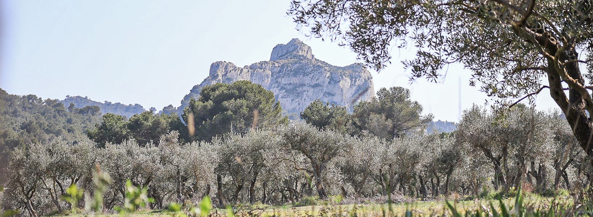 Site d'escalade de Saint-Rémy-de-Provence - Mont Gaussier_Saint-Rémy-de-Provence